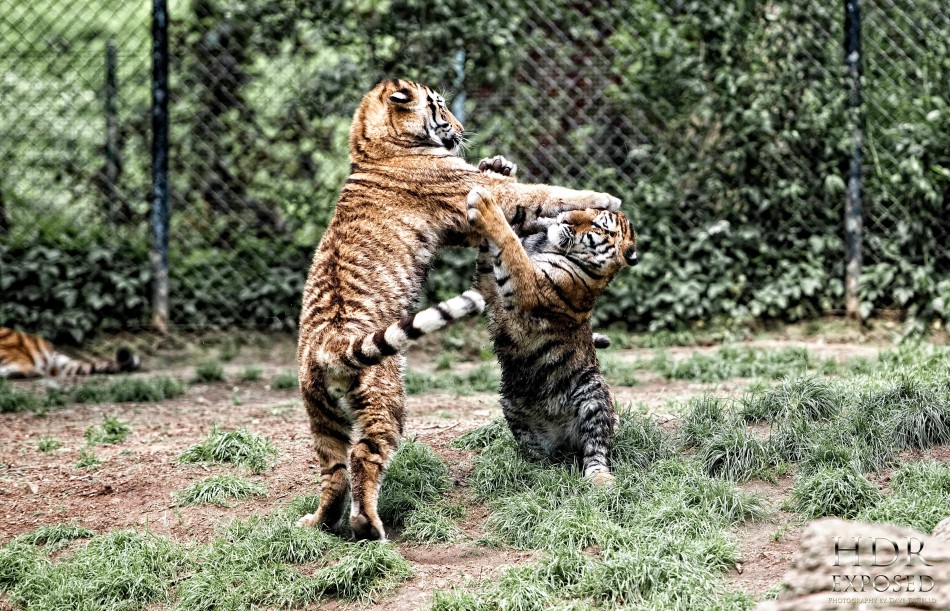 Images Of Tigers Fighting. night, so Friday will be